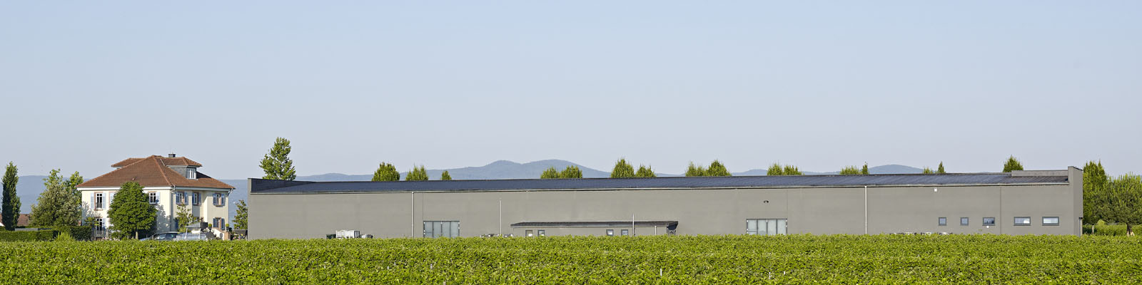 Schneider vineyard, Ellerstadt